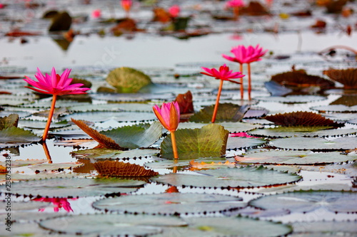 pink lotus in nature pond TALA NOI  PHATALUNG photo