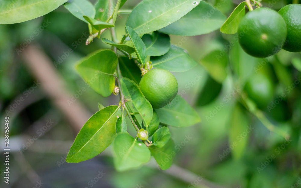 green lime at tree