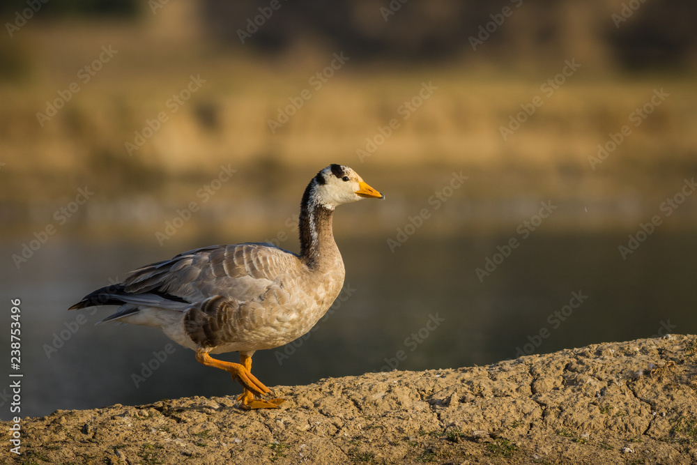 Bar-headed goose at tal chappar blackbuck sanctuary, India Bar-headed goose at tal chappar blackbuck sanctuary, India