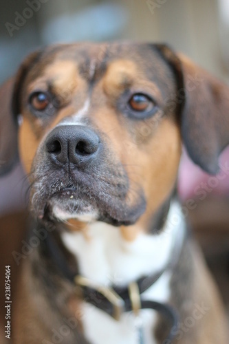 portrait of a dog / beagle mix mutt 
