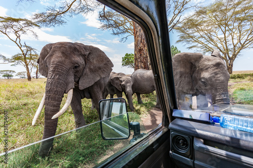elephants close to truck at game drive in serengeti africa photo
