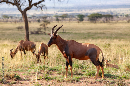 topis in serengeti africa photo