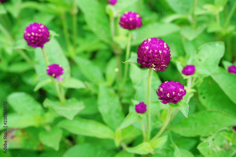 Vibrant beautiful botanic garden with various flowers and leaves in spring time with purple blurred background Vibrant beautiful botanic garden with various flowers and leaves in spring time with purple blurred background