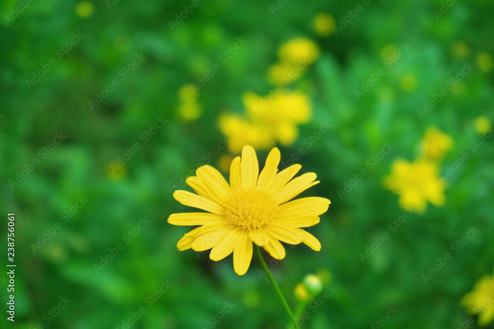 Beautiful pink white yellow daisy with green leaves inside a pot flower floral wallpaper blurred background botanic garden Beautiful pink white yellow daisy with green leaves inside a pot flower floral wallpaper blurred background botanic garden