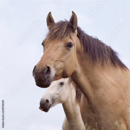 Two horses in portrait © robepco