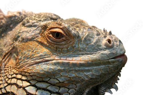 Iguana Head Close Up