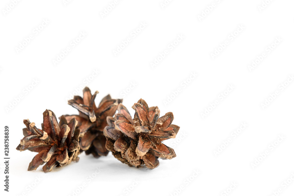 Pine cones isolated on white background.