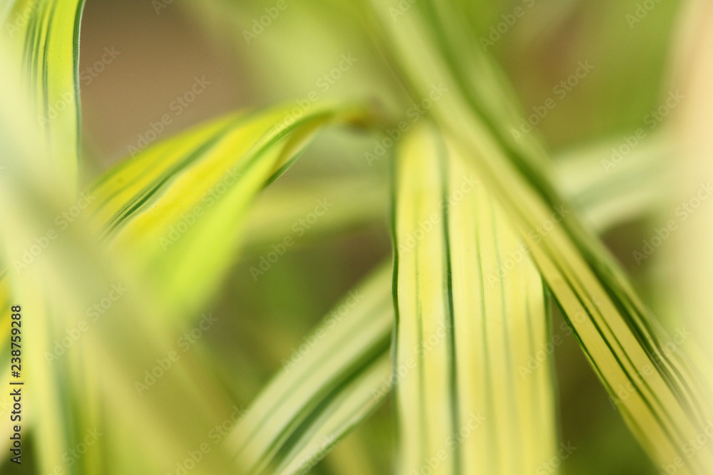 Green Grass Close Up Green Grass Close Up