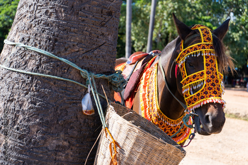 Fototapeta Naklejka Na Ścianę i Meble -  horse wear beautiful knitted fabric