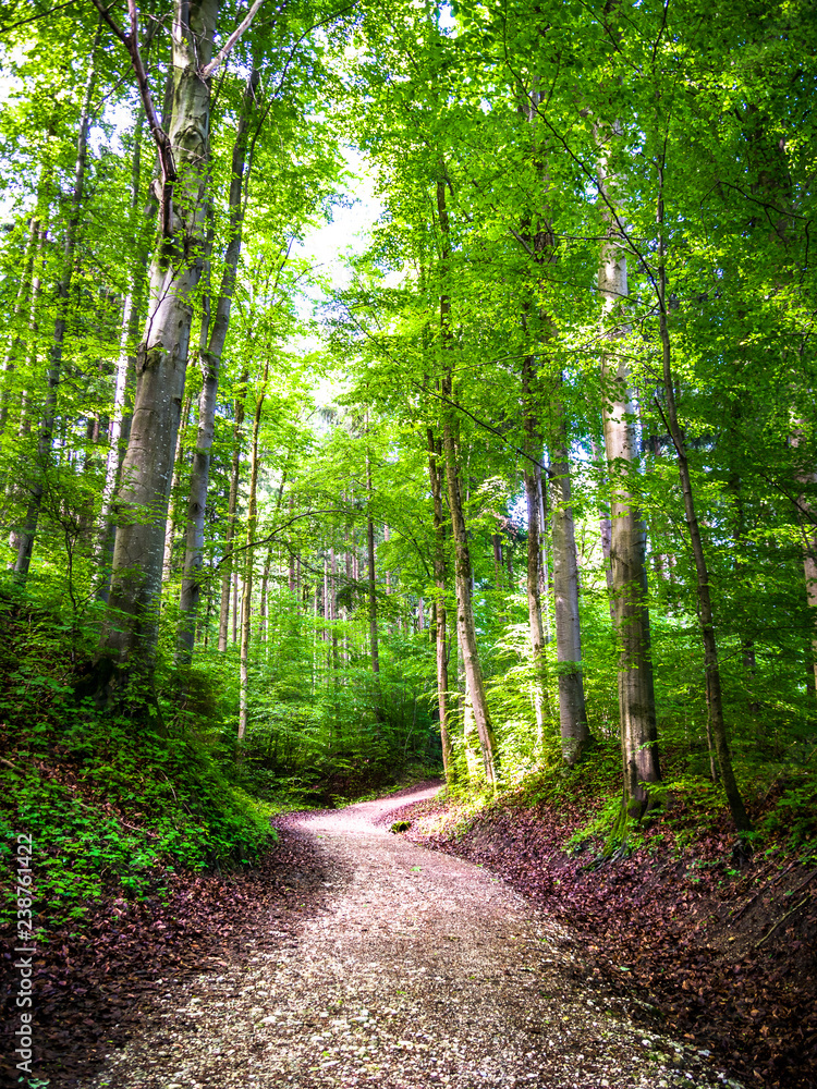 Obraz premium tree at a forest