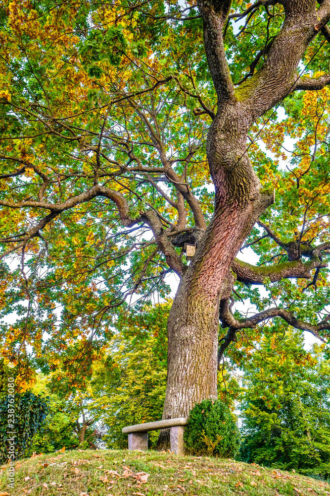 Obraz premium tree at a forest