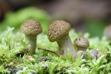 Northern honey fungus, Armillaria borealis