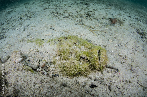Camouflaged Stonefish Laying in Sand in Raja Ampat