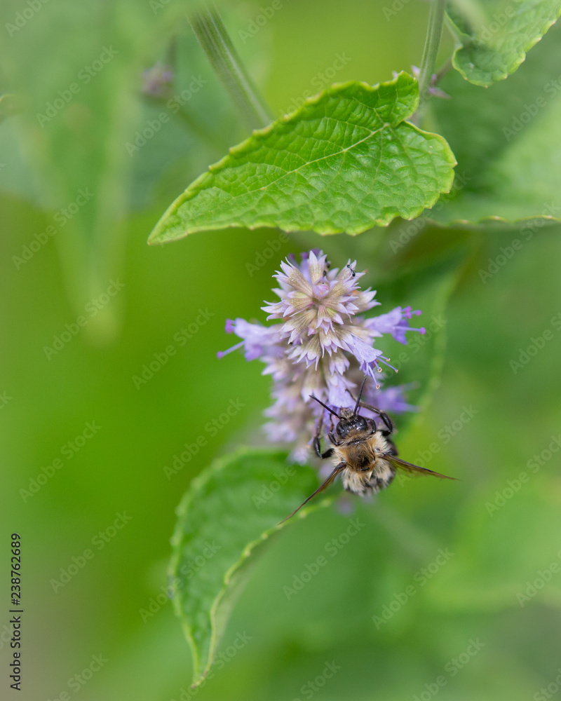 bee on flower_2 bee on flower_2