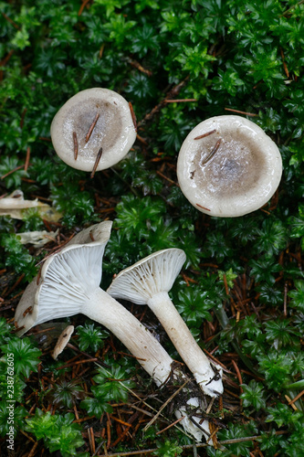 Hygrophorus agathosmus, commonly known as the gray almond waxy cap or the almond woodwax photo