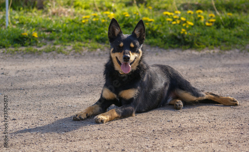 Fényképezés Australian Kelpie Black and Tan