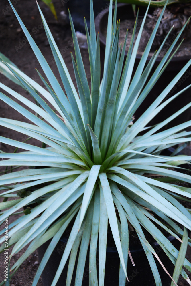 Fototapeta premium plant, green, leaf, garden, nature, agriculture, leaves, food, vegetable, field, organic, cabbage, growth, farm, fresh, farming, natural, vegetables, gardening, growing, plantation, grow, cactus