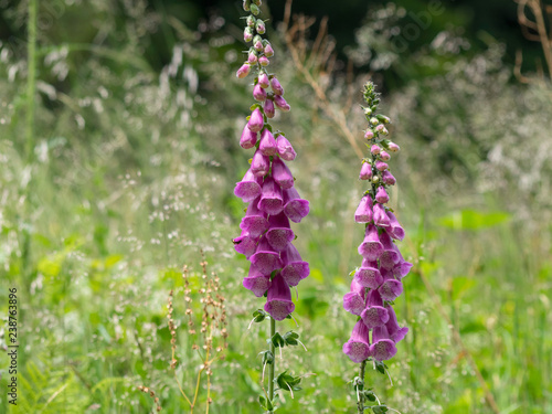 Epis de digitales pourpres ou grandes digitales (Digitalis purpurea) de couleur pourpre clair photo