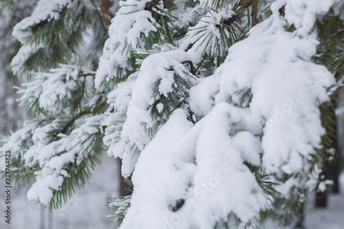 Branches of green fir trees in the snow close up