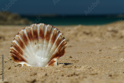 sea shell on the beach © Marcus