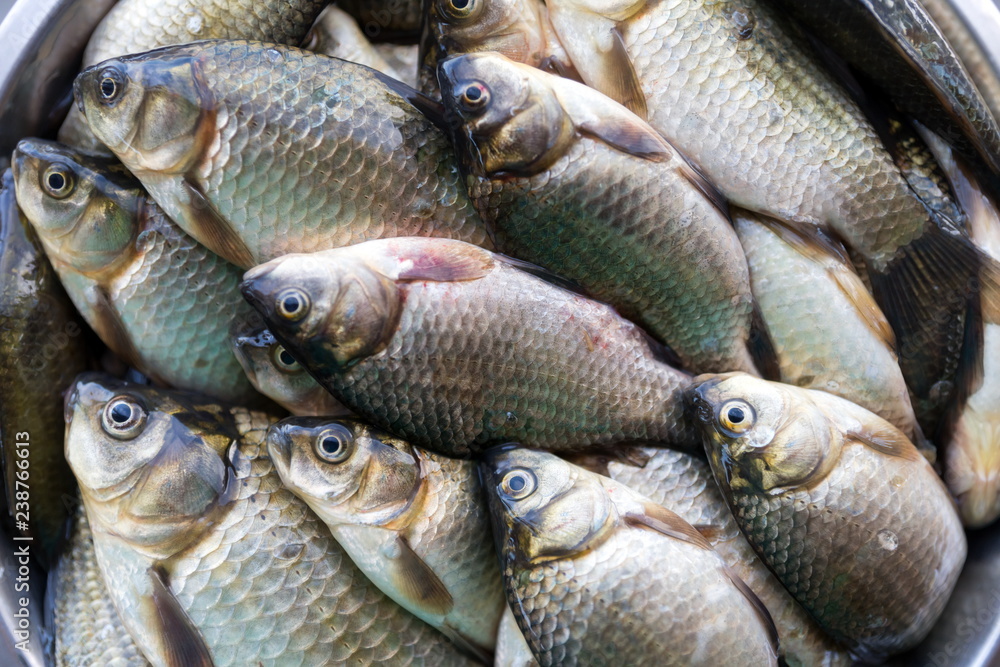 Fresh washed brilliant small lake fish roach lies in large numbers in the plate. Fresh washed brilliant small lake fish roach lies in large numbers in the plate.
