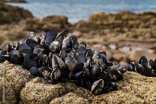 Mussels at the beach