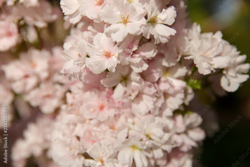 Cherry Pie is a decorative tree blooming profusely with white flowers in the spring. Cherry Pie is a decorative tree blooming profusely with white flowers in the spring.