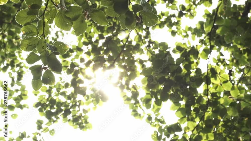 Beautiful And Joyful Sun Rays Break Through The Green Foliage. Beautiful And Joyful Sun Rays Break Through The Green Foliage.