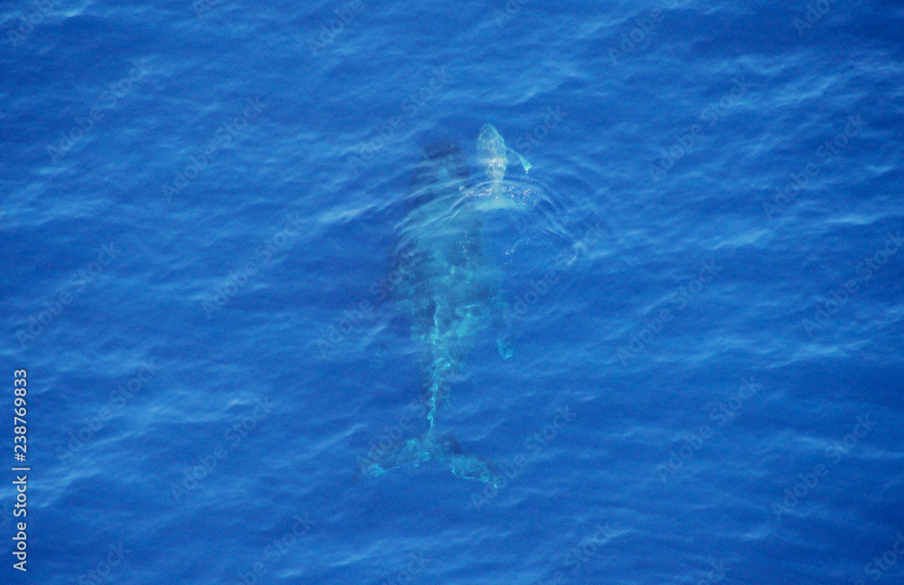 Fototapeta premium Mother Humpback with 1 day old baby whale humpback maui