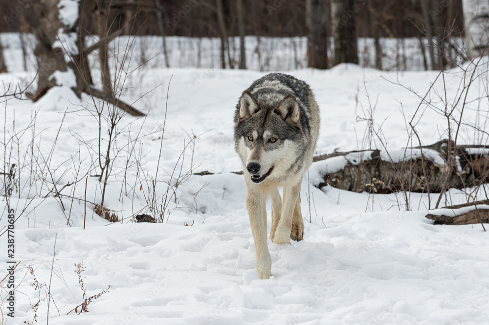 Naklejka premium Gray Wolf (Canis lupus) kłusuje do przodu