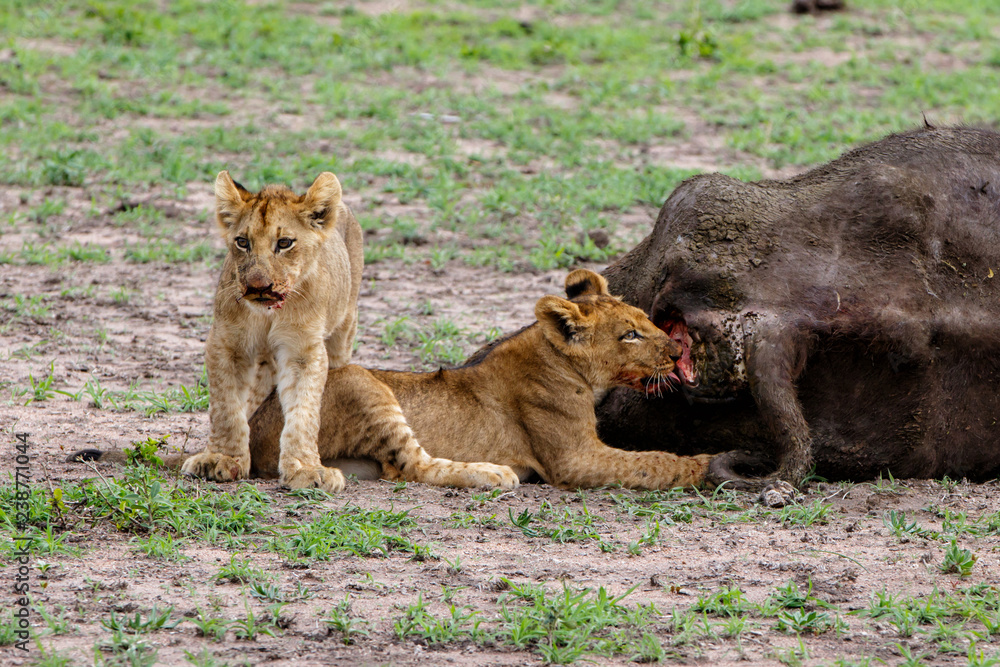 Young lions with a carcass of a Buffalo in Sabi Sands Game Reserve in the Greater Kruger Region in South Africa Young lions with a carcass of a Buffalo in Sabi Sands Game Reserve in the Greater Kruger Region in South Africa
