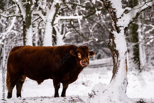 Bull in snowy winter