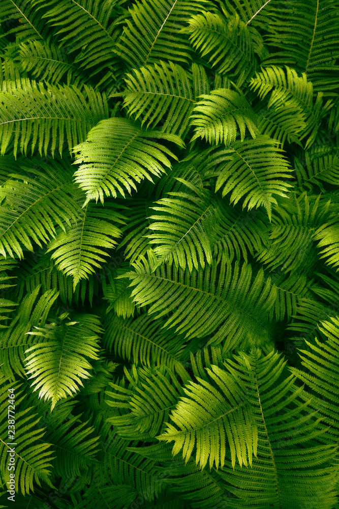leafs fern rain drops tropical top view nature background green fine art fresh sweet cool new UFO