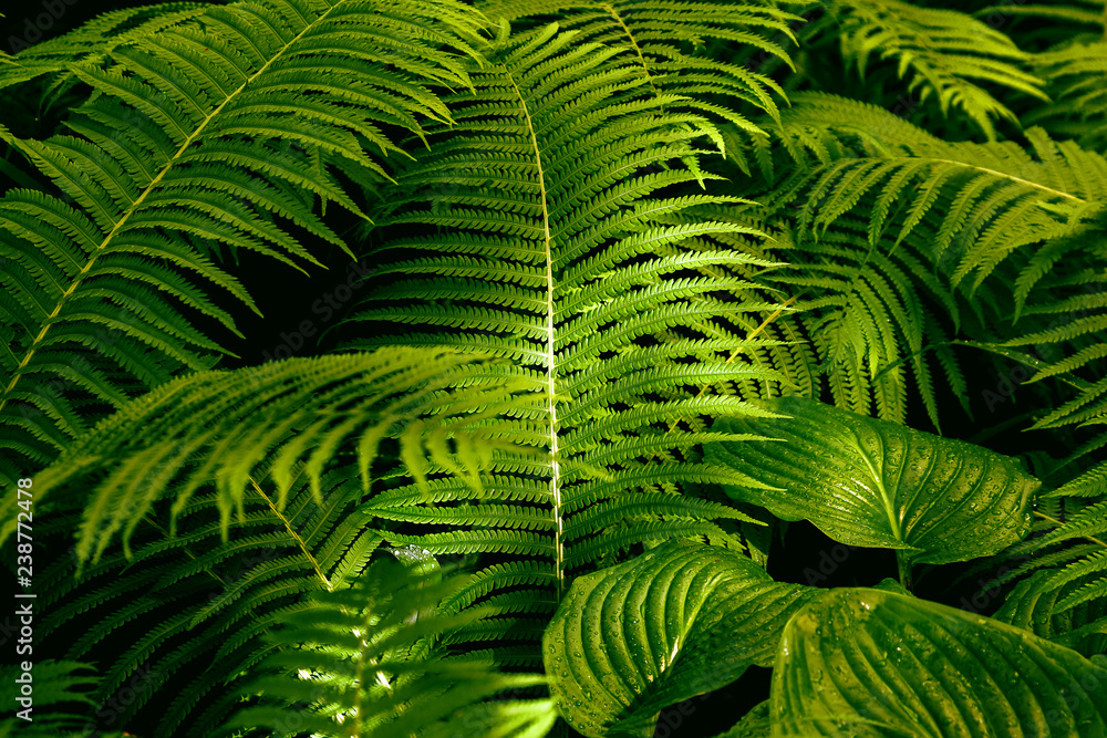 leafs fern rain drops tropical top view nature background green fine art fresh sweet cool new UFO leafs fern rain drops tropical top view nature background green fine art fresh sweet cool new UFO