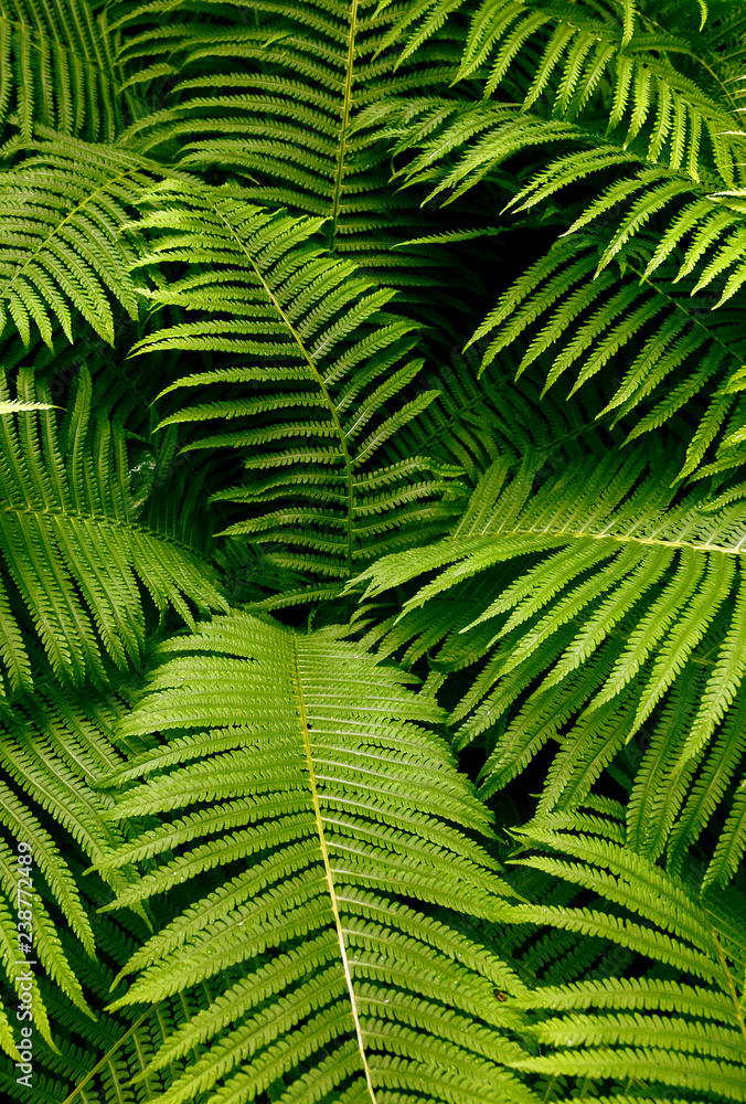 leafs fern rain drops tropical top view nature background green fine art fresh sweet cool new UFO