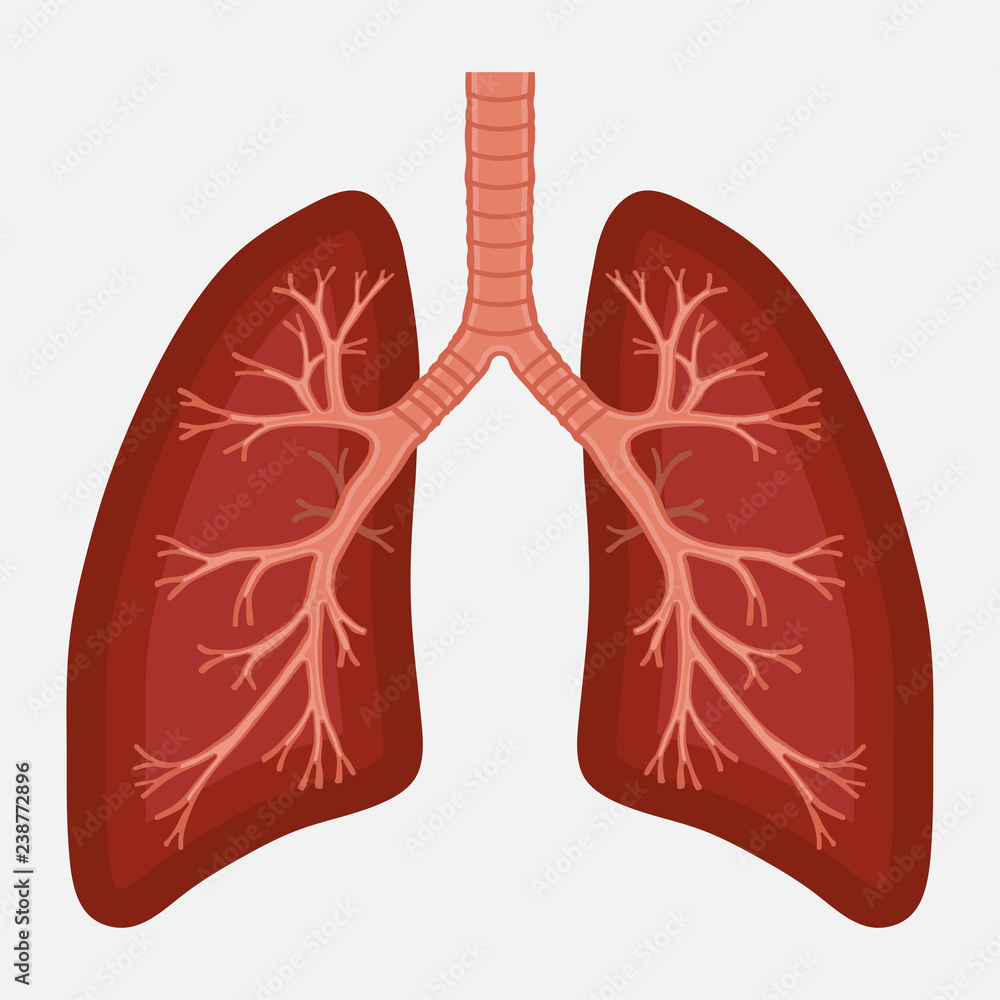 human lung anatomy diagram. illness respiratory cancer - obrazy, fototapety, plakaty 