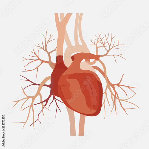 anatomy of the human heart, heart, medical science, the atria an