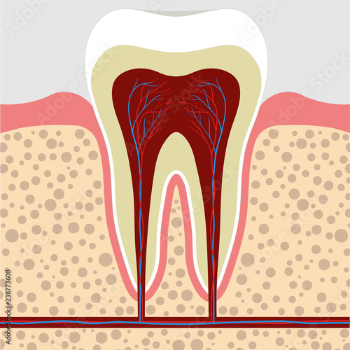 tooth, gum in a cross section. Tooth Root cana