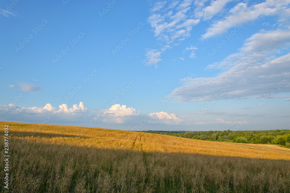 Landscape with wheat field and blue sky