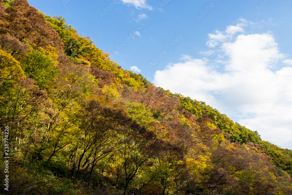 Takatsudo Gorges wrapped in autumn leaves / Takatsudo Gorges is a valley in Takatsudo Omama-machi, Midori-city, Gunma Prefecture, Japan.