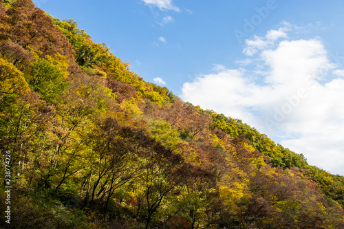 Takatsudo Gorges wrapped in autumn leaves   Takatsudo Gorges is a valley in Takatsudo Omama-machi  Midori-city  Gunma Prefecture  Japan.