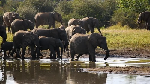 Panning shot of a Herd of African elephant elegantly moving passed a watering hole until they start crossing the water together as a group with the youngsters in between