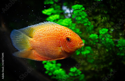 Red Spotted Severum Cichlid