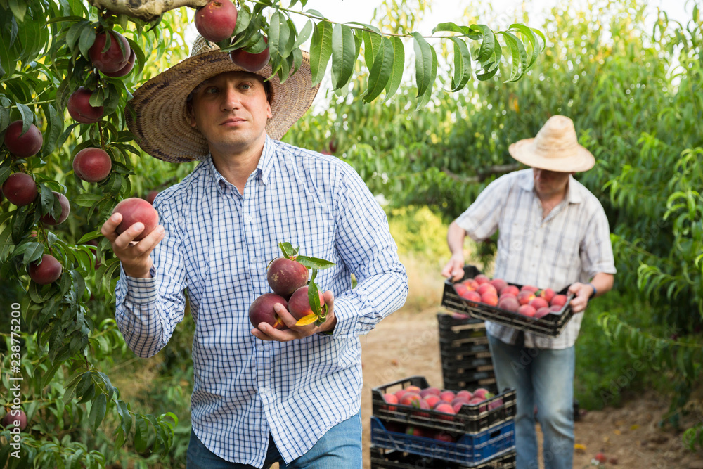 Fototapeta premium Male professional horticulturist picking peaches from tree
