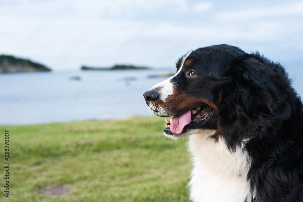 海辺で遊ぶ犬