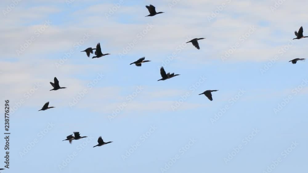A flock of Big black cormorants flying against the cloudy sky. Phalacrocorax carbo