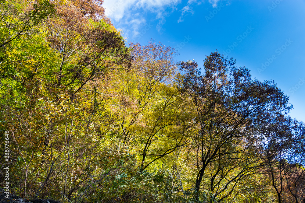 Takatsudo Gorges wrapped in autumn leaves / Takatsudo Gorges is a valley in Takatsudo Omama-machi, Midori-city, Gunma Prefecture, Japan.