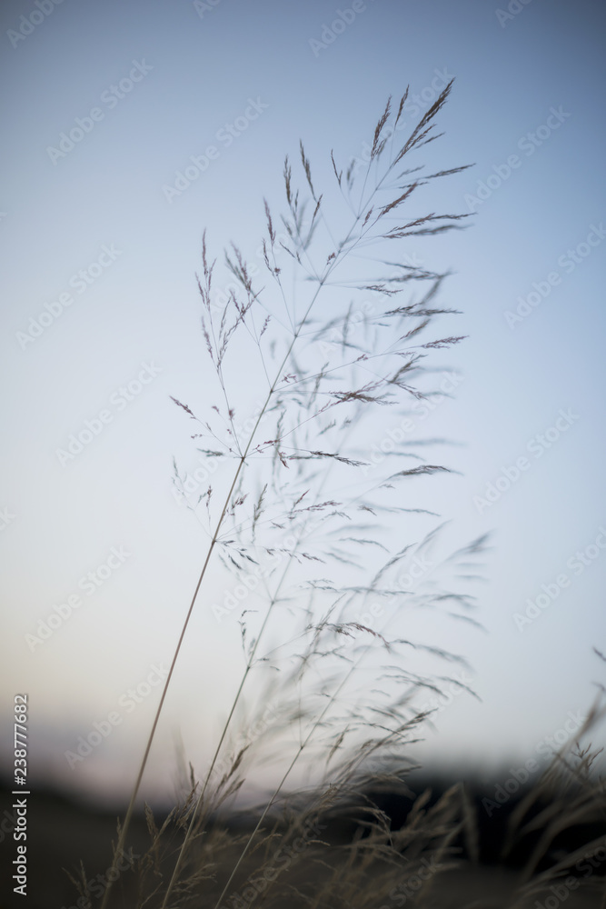Flowering grass in evening