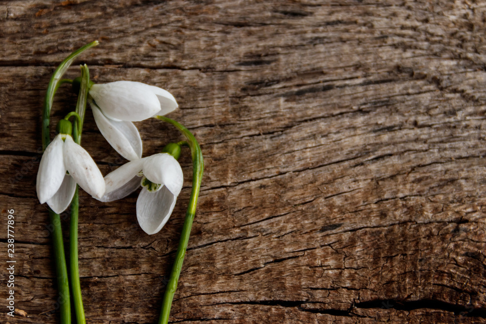 Bouquet of white snowdrops on rustic wooden background Bouquet of white snowdrops on rustic wooden background