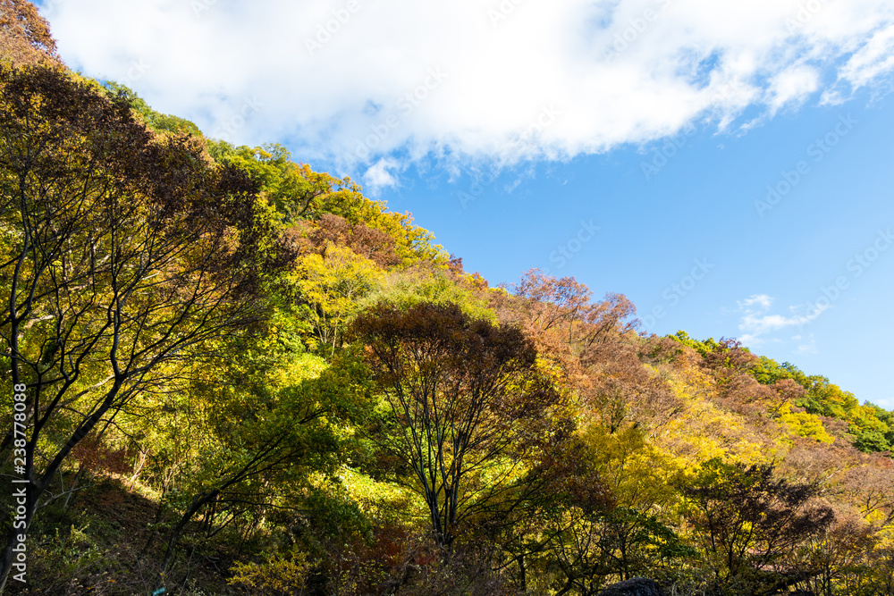 Takatsudo Gorges wrapped in autumn leaves / Takatsudo Gorges is a valley in Takatsudo Omama-machi, Midori-city, Gunma Prefecture, Japan. Takatsudo Gorges wrapped in autumn leaves / Takatsudo Gorges is a valley in Takatsudo Omama-machi, Midori-city, Gunma Prefecture, Japan.